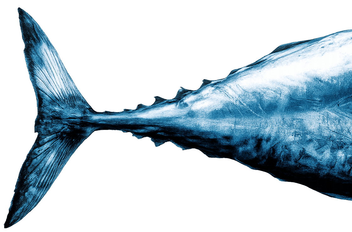 Poisson - CIBEL Group
