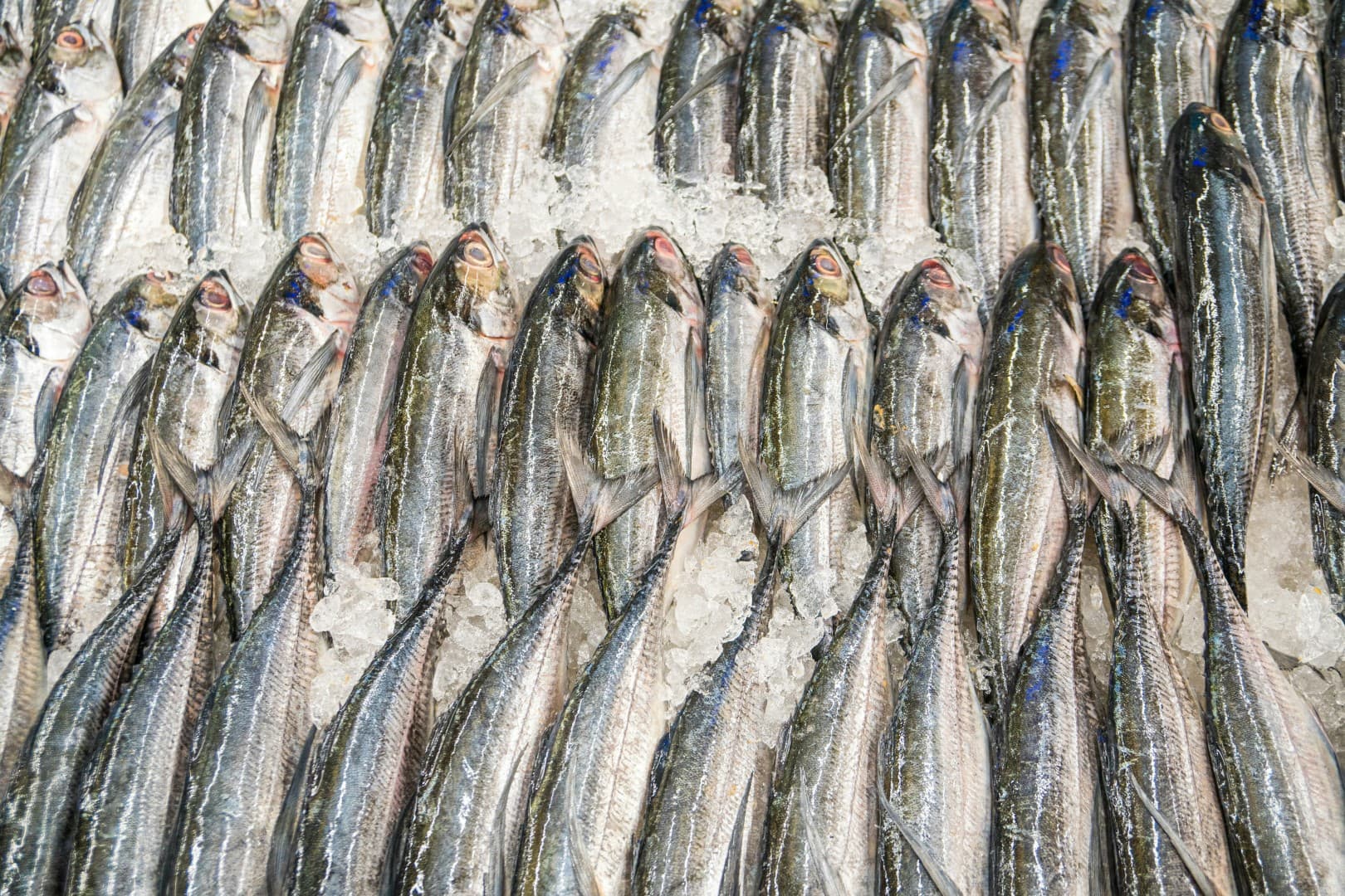 Fish background