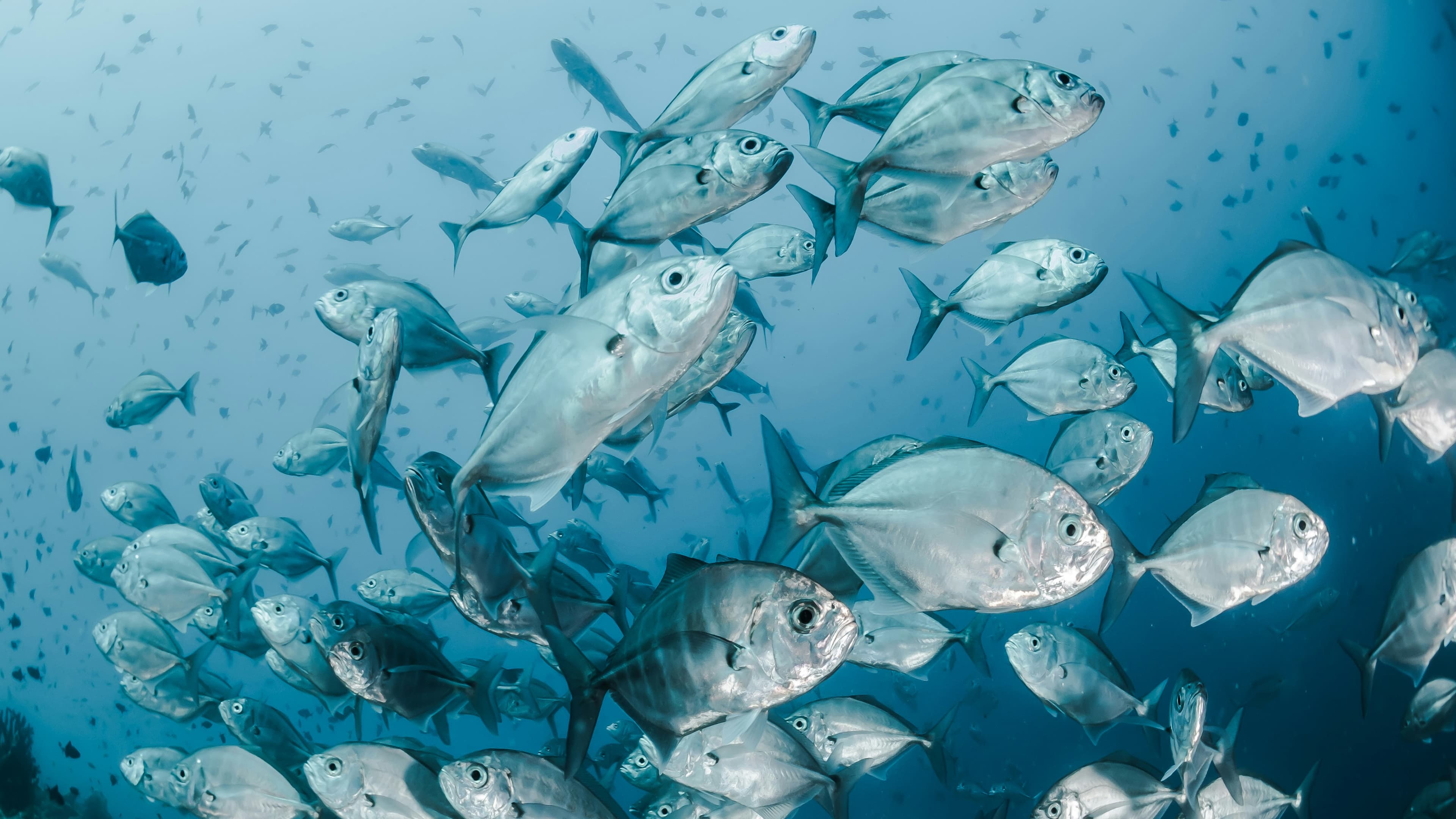 Fish background