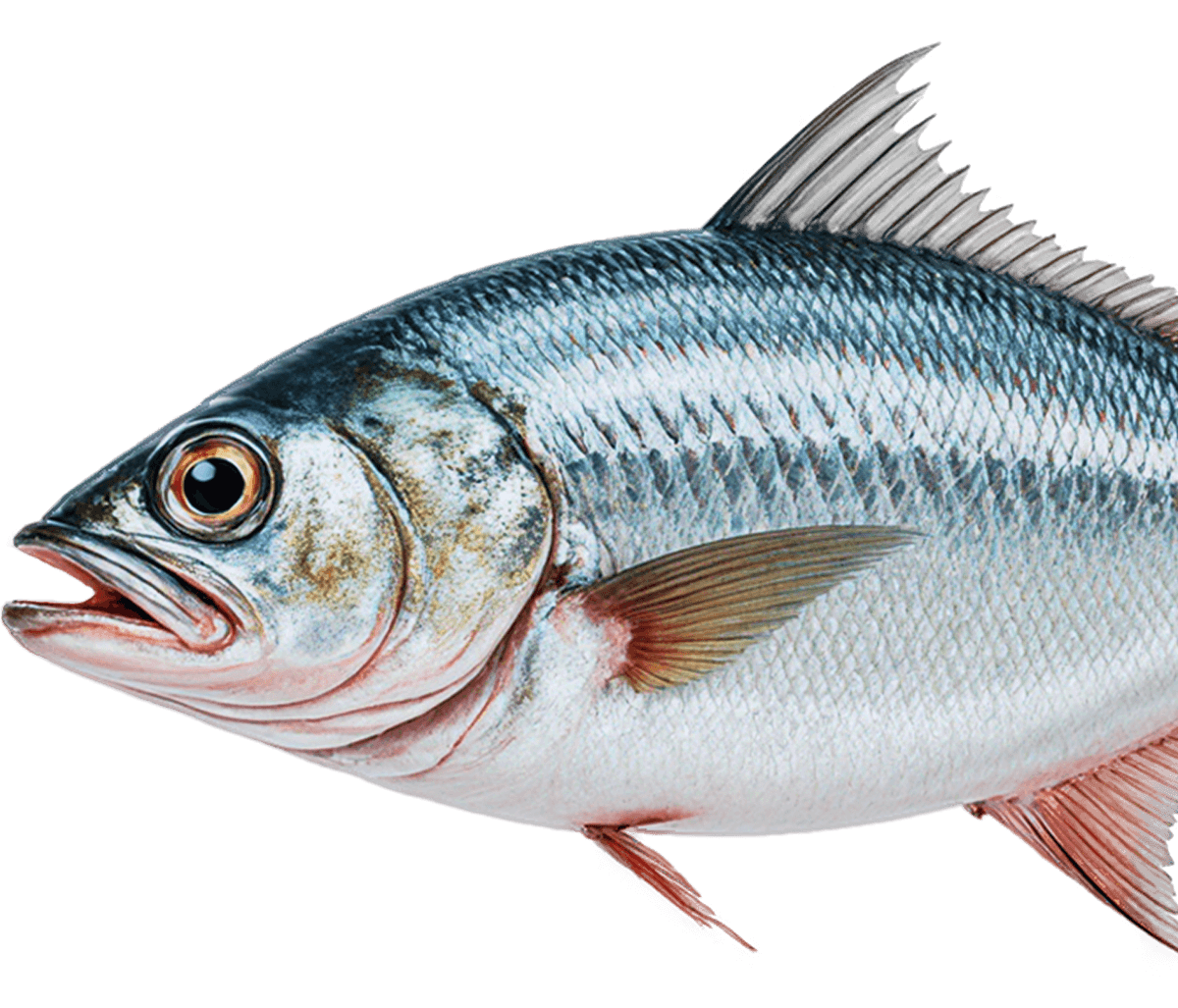Fish